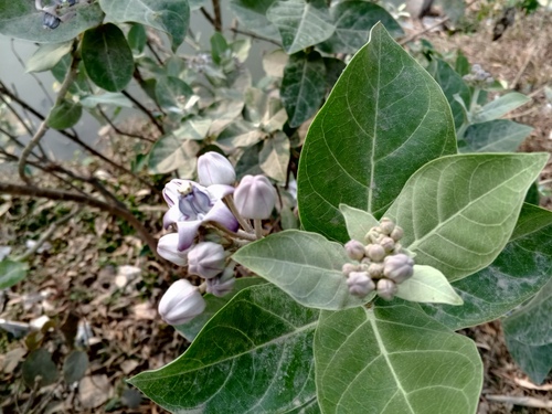 crown flower