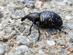 Liparus glabrirostris