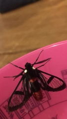 Aethria haemorrhoidalis