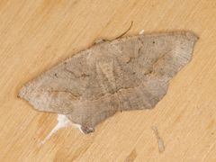 Prochoerodes forficaria