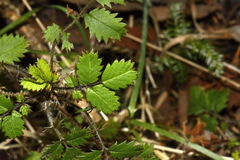 Acaena juvenca