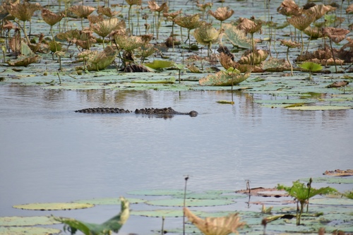 American Alligator photographed in Oklahoma