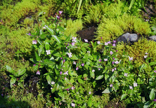 Epilobium hornemannii, photograph 6