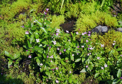 Epilobium hornemannii, photograph (c) Oleg Kosterin, some rights reserved (CC BY)