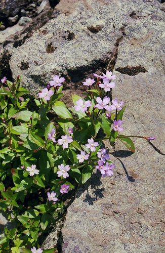 Epilobium hornemannii, photograph 5