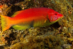 Bodianus scrofa