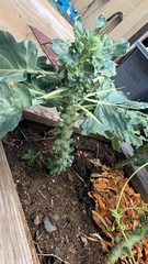 Brassica oleracea gemmifera
