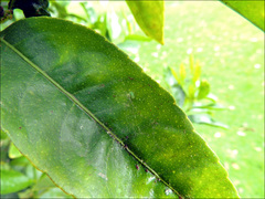 Viridictyna kikkawai