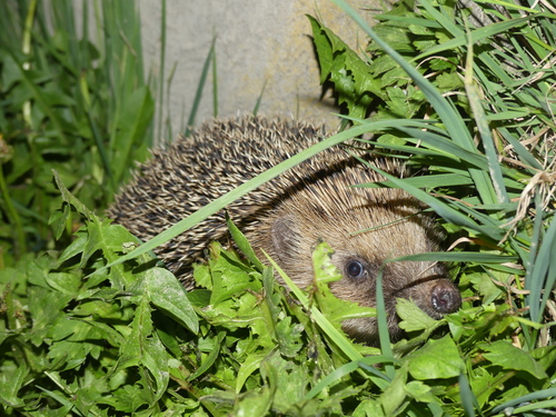 Braunbrustigel