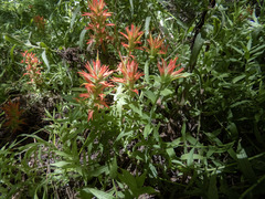 Castilleja miniata miniata
