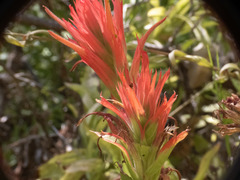 Castilleja miniata miniata