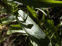 Castilleja miniata miniata