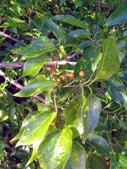 Celtis laevigata