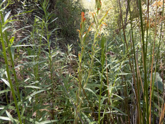 Castilleja minor stenantha