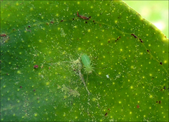 Viridictyna kikkawai