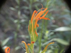 Castilleja minor stenantha