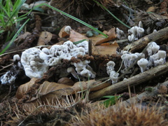 Hydnellum suaveolens