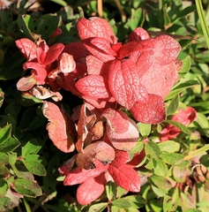 Exobasidium vaccinii-uliginosi