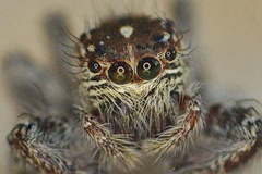 Carrhotus viduus