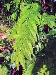 Ailanthus altissima
