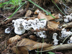 Hydnellum suaveolens