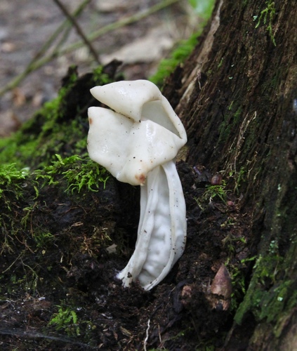 Garbanotoji alvytė nuotrauka