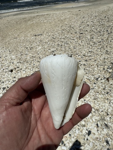 Conus fergusoni, 2025-04-19
