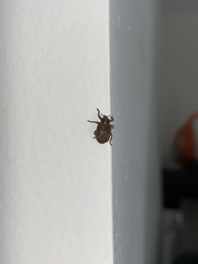 Isorhinus