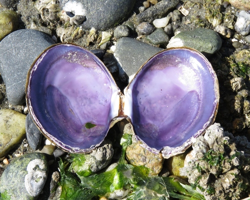 Purple Mahogany Clam