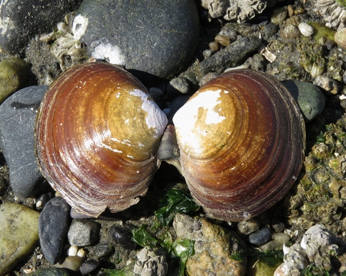Purple Mahogany Clam