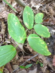 Uvularia perfoliata