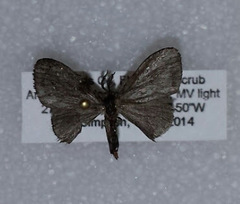 Cryptothelea gloverii