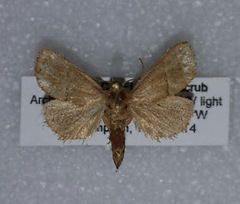 Apoda rectilinea