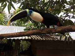 Ramphastos