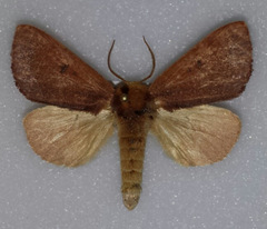 Datana modesta
