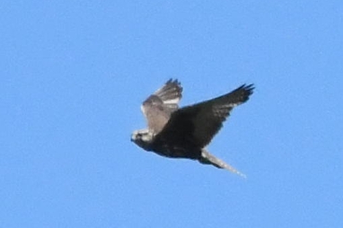 Halcón sacre (Falco cherrug)