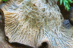 Craterellus atrocinereus