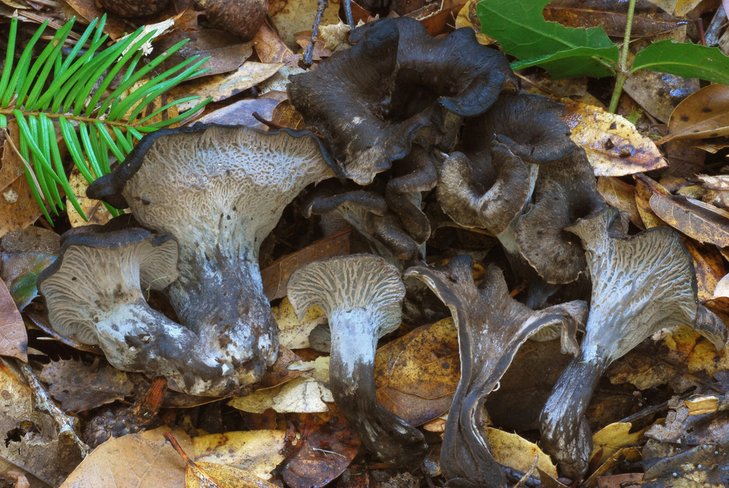Black Chanterelle