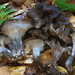 Black Chanterelle - Photo (c) Christian Schwarz, some rights reserved (CC BY-NC), uploaded by Christian Schwarz