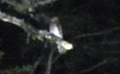 Micrastur ruficollis