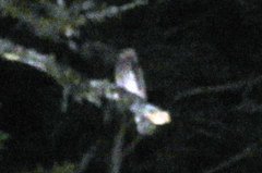 Micrastur ruficollis