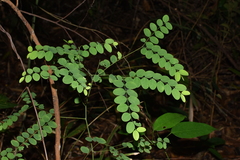 Linostoma persimile