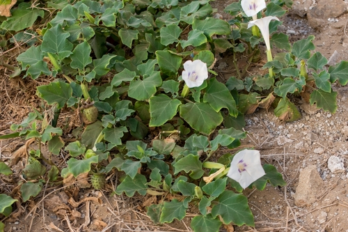 desert thorn-apple (Datura discolor)