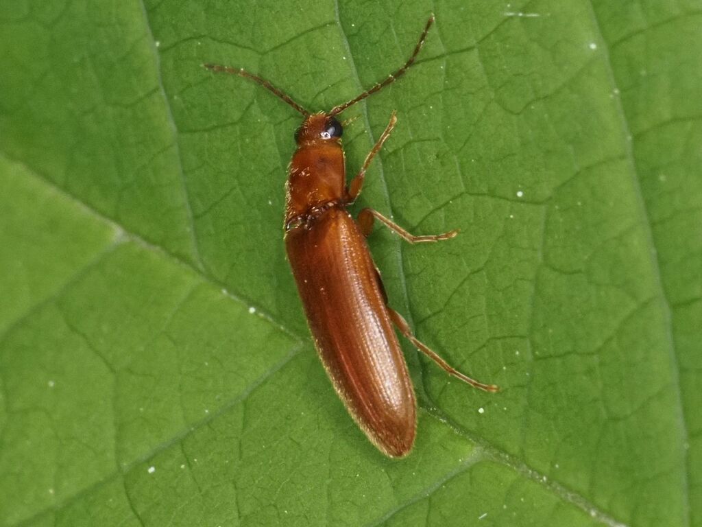 Porthmidius austriacus