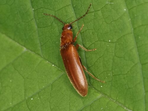 Porthmidius austriacus
