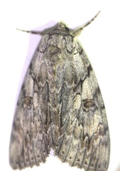 Catocala subnata