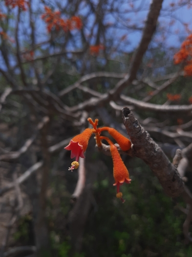 Image of Firmiana colorata by no rights reserved