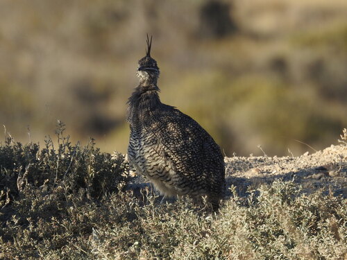 Elegant Crested-Tinamou (Eudromia elegans)