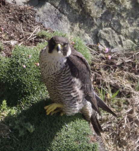 Halcón peregrino (Falco peregrinus)