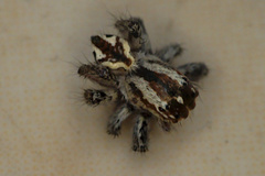 Carrhotus viduus